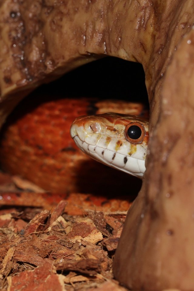 Обои змея, рептилия, крупным планом, пресмыкающиеся, террариум, snake, reptile, closeup, reptiles, terrarium разрешение 3904x3128 Загрузить