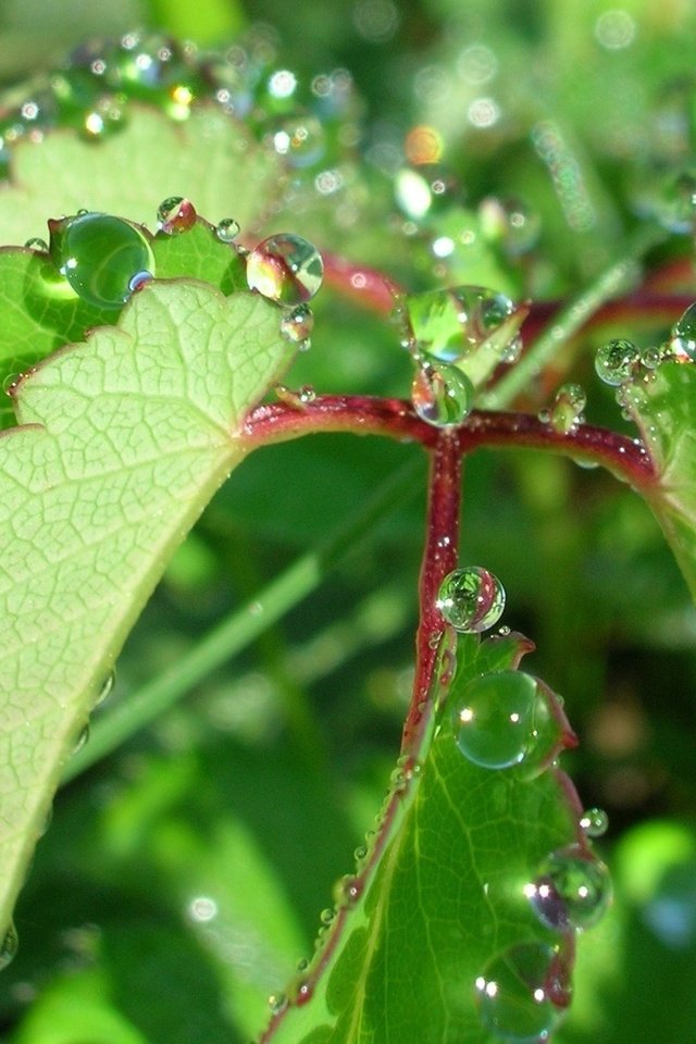 Обои природа, листья, роса, капли, растение, nature, leaves, rosa, drops, plant разрешение 1944x1446 Загрузить