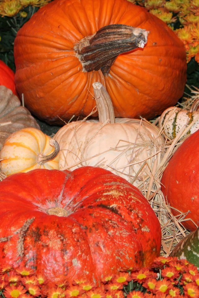 Обои осень, урожай, овощи, тыквы, тыква, плоды осени, autumn, harvest, vegetables, pumpkin, fruits fall разрешение 4272x2848 Загрузить