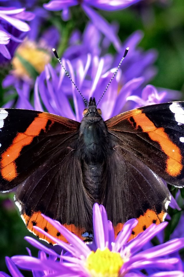 Обои цветы, растения, насекомое, бабочка, крылья, адмирал, астры, flowers, plants, insect, butterfly, wings, admiral, asters разрешение 2401x1920 Загрузить