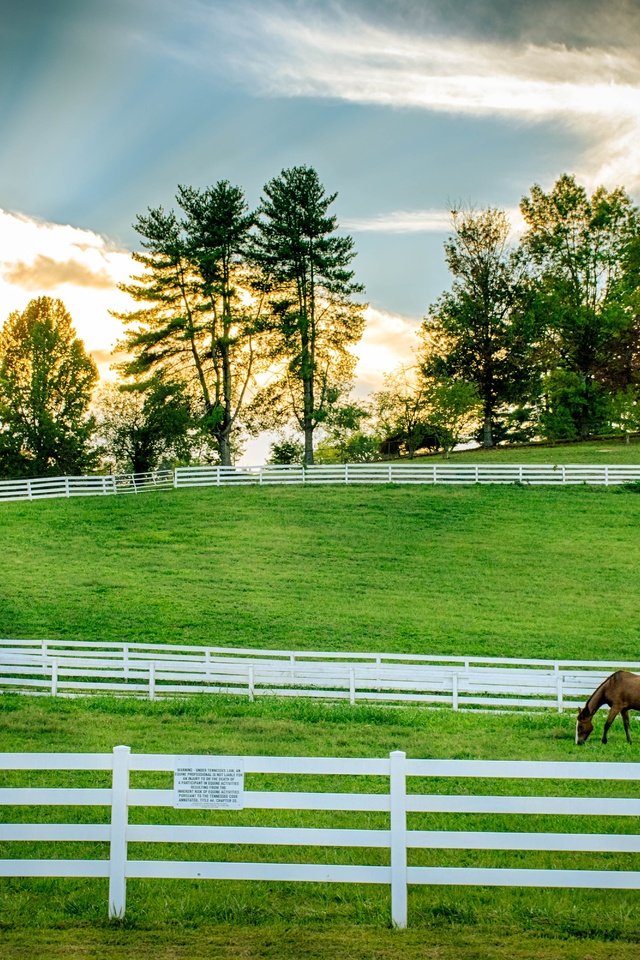 Обои забор, ограждение, лошади, кони, пастбище, the fence, horse, horses, pasture разрешение 6000x4000 Загрузить