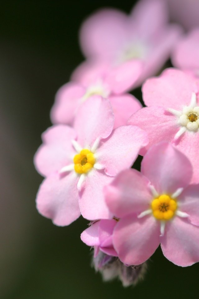 Обои цветы, макро, фон, розовые, незабудки, flowers, macro, background, pink, forget-me-nots разрешение 4479x2986 Загрузить