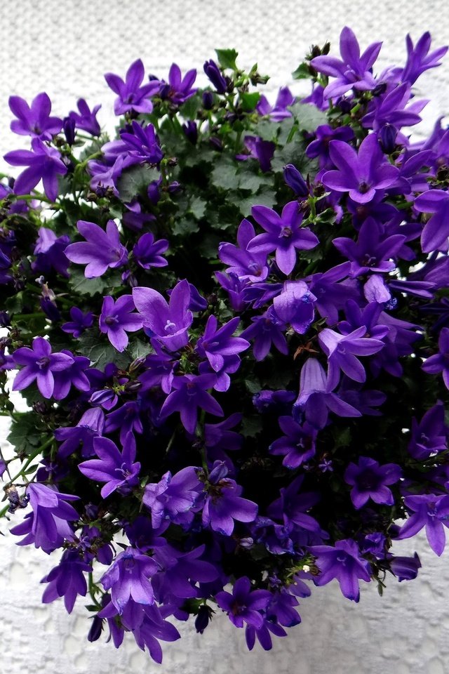 Обои цветы, цветение, колокольчики, фиолетовые, flowers, flowering, bells, purple разрешение 2713x2532 Загрузить