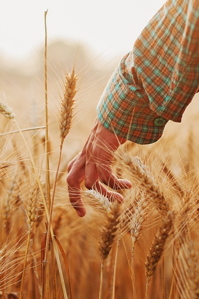 Обои рука, настроение, лето, колосья, пшеница, hand, mood, summer, ears, wheat разрешение 2048x1360 Загрузить