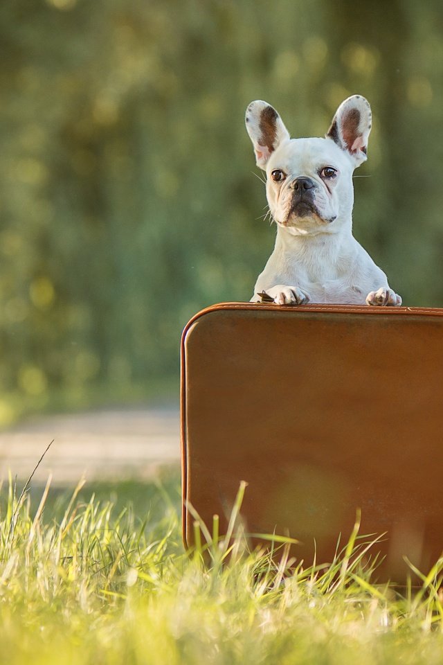 Обои трава, собака, бульдог, кейс, французский бульдог, grass, dog, bulldog, case, french bulldog разрешение 3600x2400 Загрузить