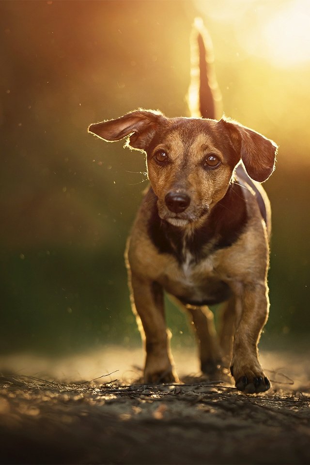 Обои морда, закат, собака, друг, такса, фиби, dackelpuppy, face, sunset, dog, each, dachshund, phoebe разрешение 2048x1287 Загрузить