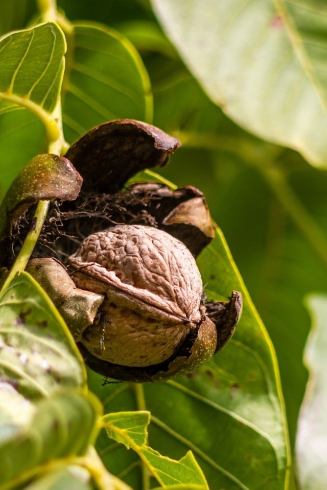 Обои ветка, дерево, листья, орехи, орех, грецкий орех, branch, tree, leaves, nuts, walnut разрешение 1920x1280 Загрузить