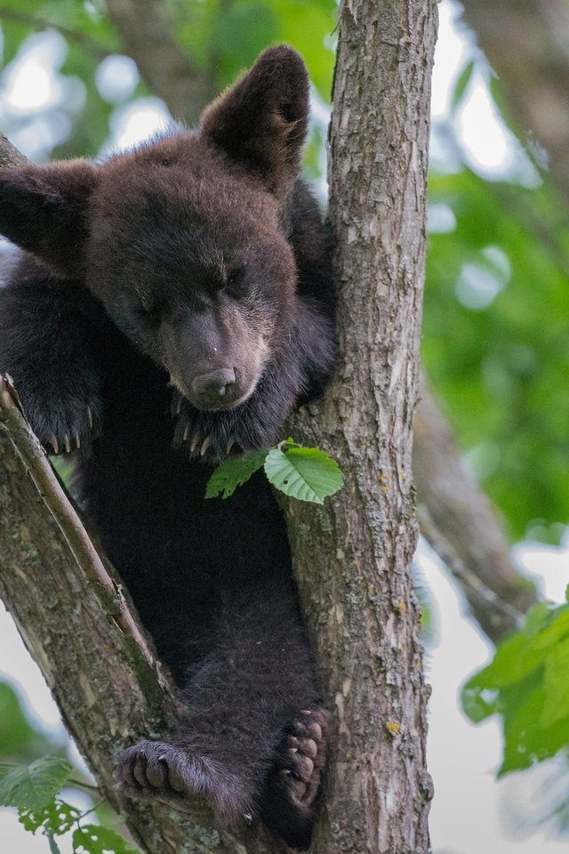 Обои дерево, листья, медведь, малыш, медвежонок, tree, leaves, bear, baby разрешение 2048x1278 Загрузить