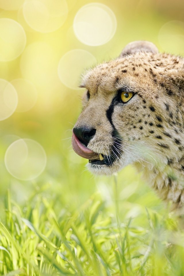 Обои морда, трава, блики, гепард, дикая кошка, боке, face, grass, glare, cheetah, wild cat, bokeh разрешение 5605x3742 Загрузить