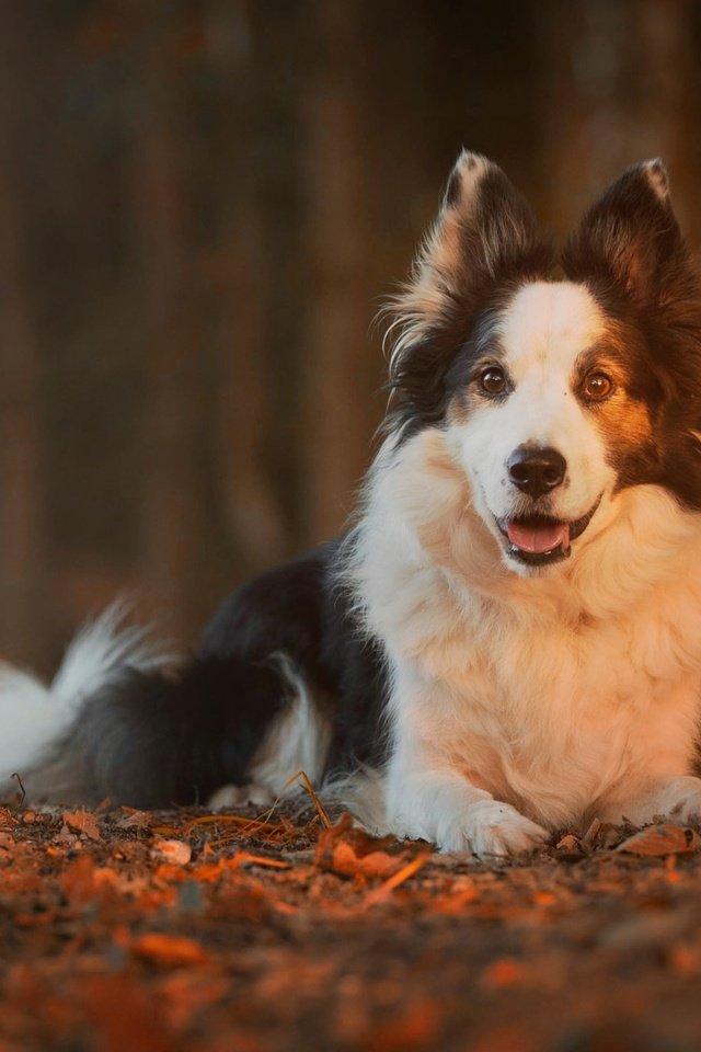 Обои природа, листья, осень, собака, животное, пес, бордер-колли, nature, leaves, autumn, dog, animal, the border collie разрешение 2048x1365 Загрузить