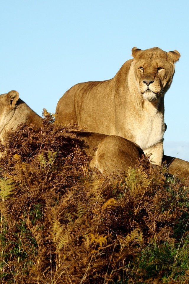 Обои трава, животные, львы, саванна, львицы, grass, animals, lions, savannah, lioness разрешение 3648x2736 Загрузить