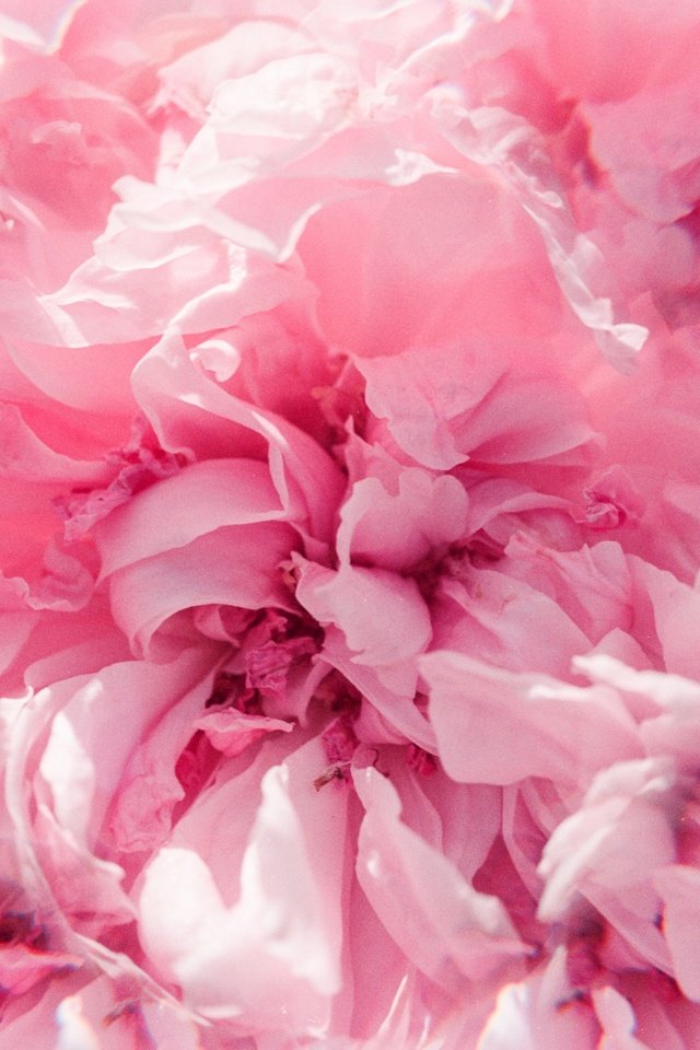 Обои цветы, макро, лепестки, розовые, нежность, hayden williams, flowers, macro, petals, pink, tenderness разрешение 2936x2001 Загрузить
