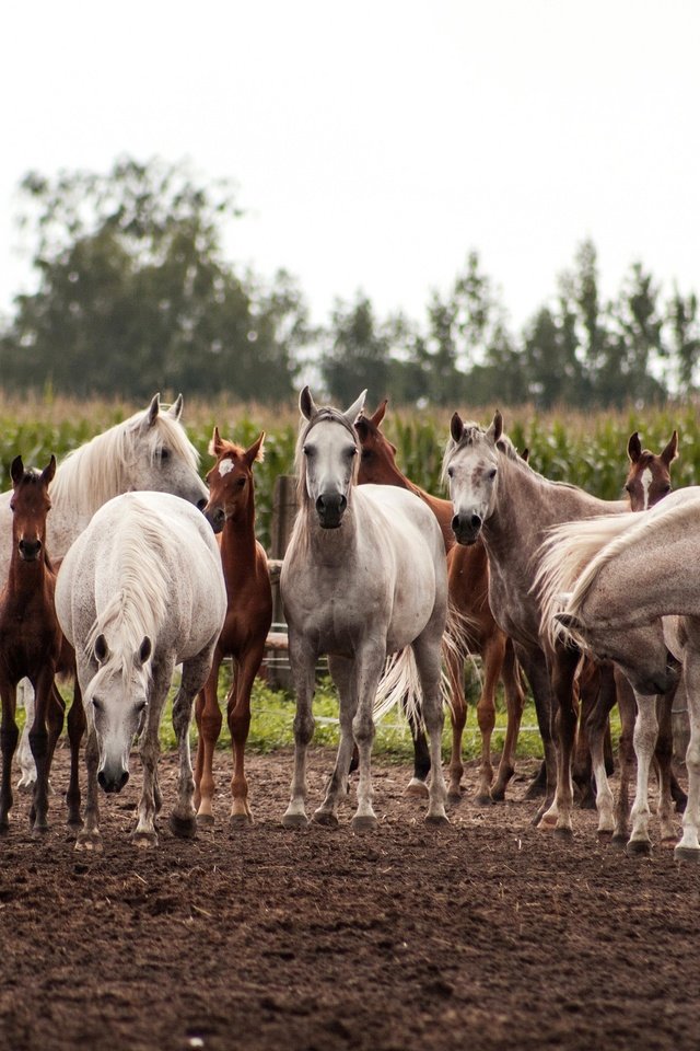 Обои поле, лошади, кони, табун, field, horse, horses, the herd разрешение 3450x2000 Загрузить