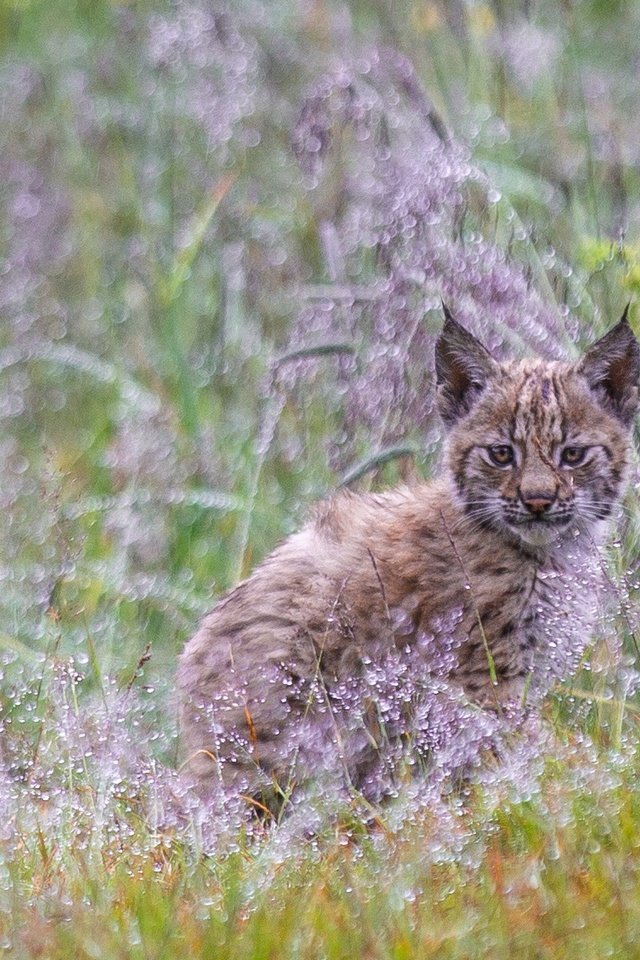 Обои трава, растения, рысь, мордочка, взгляд, малыш, детеныш, grass, plants, lynx, muzzle, look, baby, cub разрешение 2005x1128 Загрузить