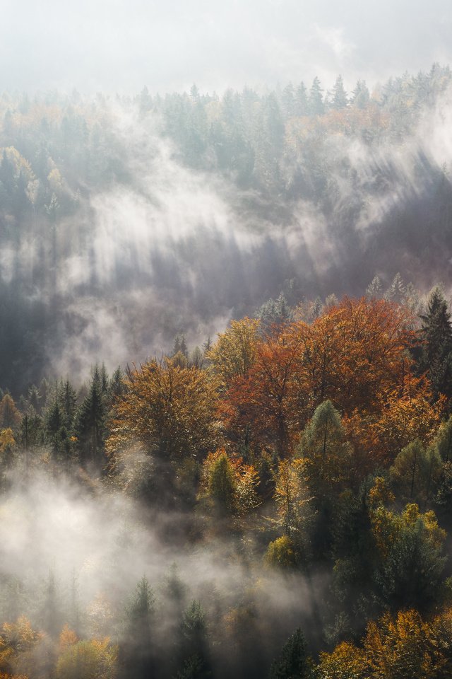 Обои деревья, горы, лес, туман, осень, ущелье, trees, mountains, forest, fog, autumn, gorge разрешение 4000x2667 Загрузить