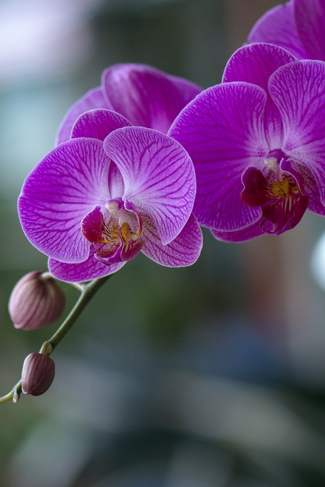 Обои цветы, цветение, орхидеи,  цветы, фаленопсис, flowers, flowering, orchids, phalaenopsis разрешение 2048x1365 Загрузить