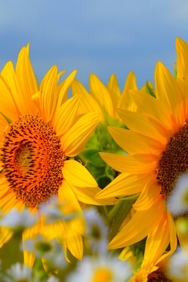 Обои небо, цветы, лето, лепестки, ромашки, подсолнухи, the sky, flowers, summer, petals, chamomile, sunflowers разрешение 3000x1817 Загрузить