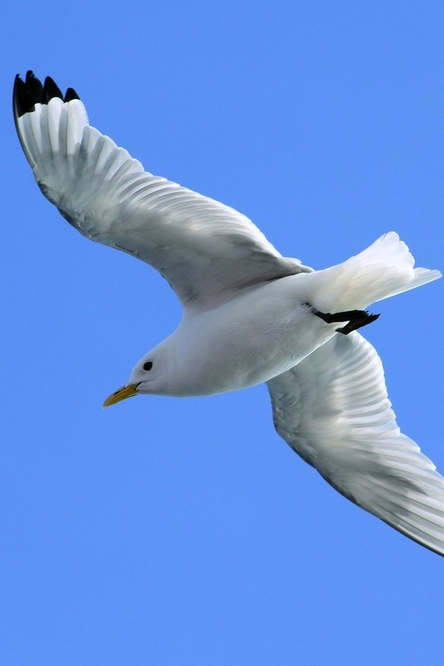 Обои небо, полет, крылья, чайка, птица, синева, the sky, flight, wings, seagull, bird, blue разрешение 3000x1987 Загрузить