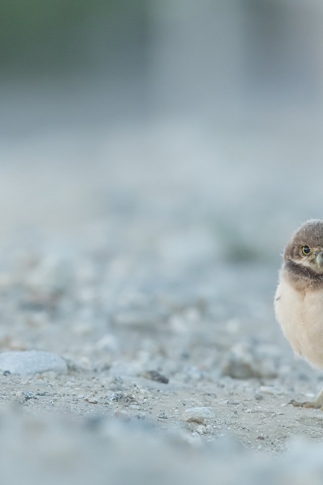 Обои сова, природа, птица, сыч, кроличий сыч, owl, nature, bird, burrowing owl разрешение 2048x1367 Загрузить