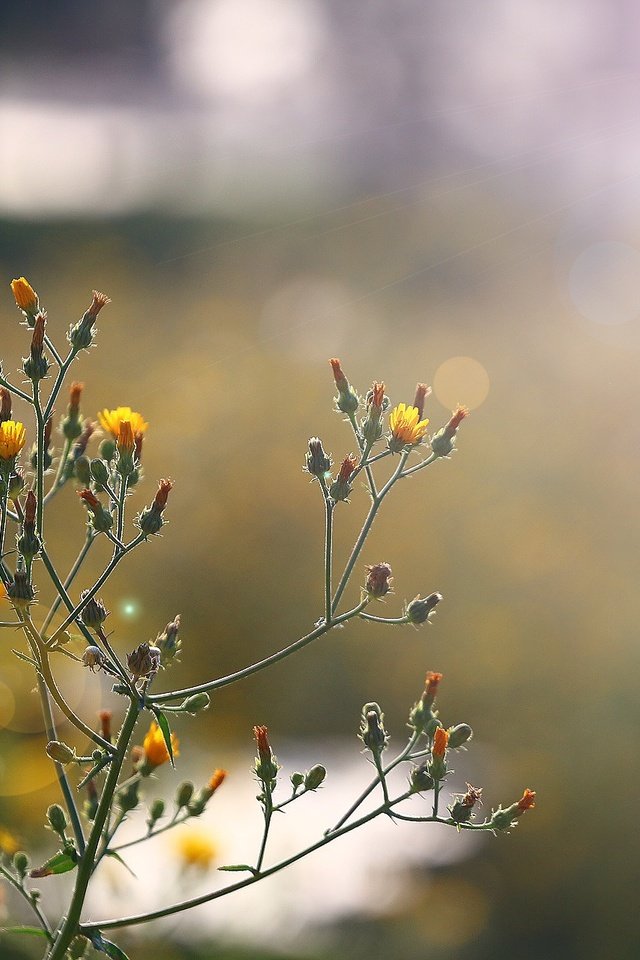 Обои солнце, блики, полевые цветы, цветочки, стебельки, the sun, glare, wildflowers, flowers, stems разрешение 1920x1280 Загрузить