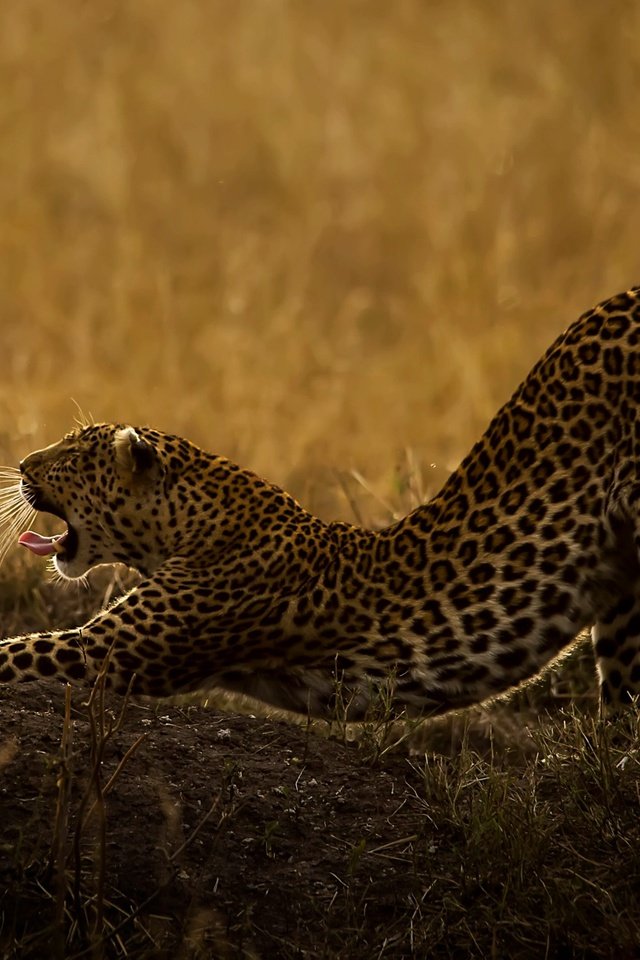 Обои трава, природа, леопард, хищник, животное, язык, пасть, дикая кошка, grass, nature, leopard, predator, animal, language, mouth, wild cat разрешение 2048x1336 Загрузить