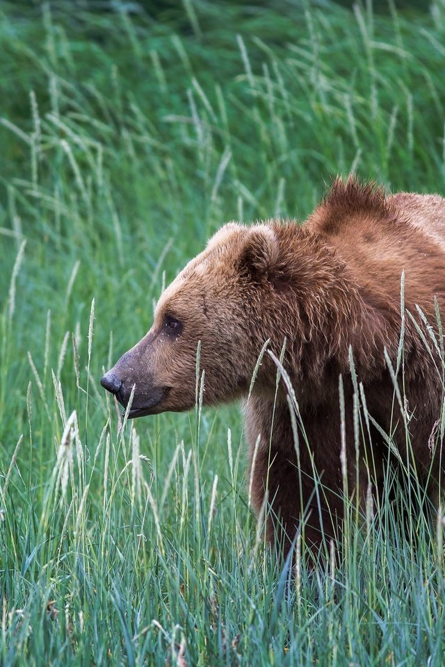 Обои трава, природа, медведь, сша, аляска, бурый медведь, grass, nature, bear, usa, alaska, brown bear разрешение 2048x1152 Загрузить