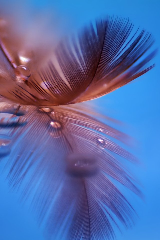 Обои макро, отражение, капли, перо, перышко, macro, reflection, drops, pen, a feather разрешение 1920x1200 Загрузить