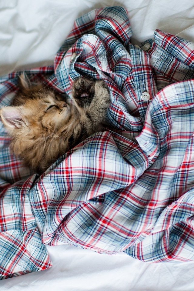 Обои кошка, котенок, пушистый, кровать, рубашка, ben torode, дейзи, cat, kitty, fluffy, bed, shirt, daisy разрешение 2048x1387 Загрузить