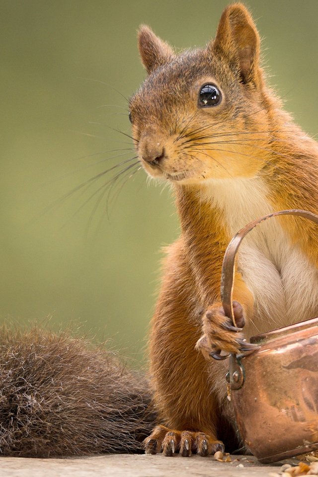 Обои мордочка, взгляд, белка, чайник, белочка, geert weggen, muzzle, look, protein, kettle, squirrel разрешение 1920x1200 Загрузить