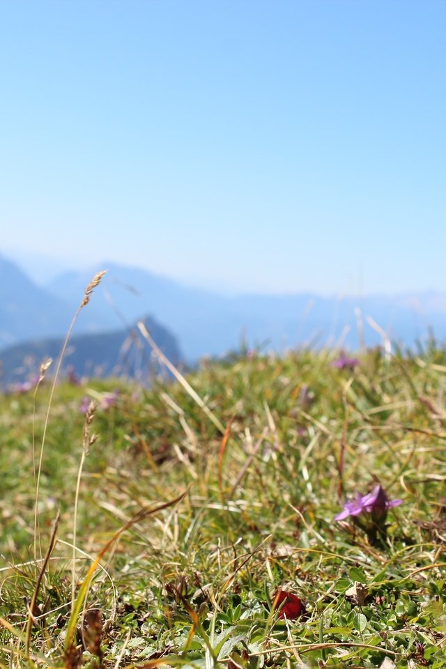 Обои небо, цветы, трава, горы, поле, the sky, flowers, grass, mountains, field разрешение 5184x3456 Загрузить