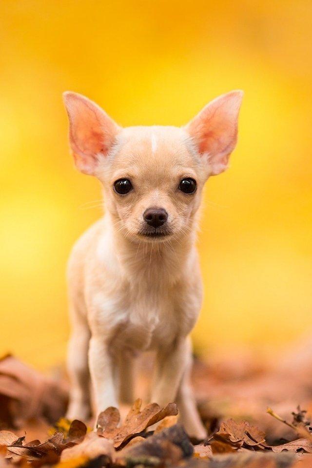 Обои листья, мордочка, взгляд, осень, собака, чихуахуа, leaves, muzzle, look, autumn, dog, chihuahua разрешение 1920x1200 Загрузить