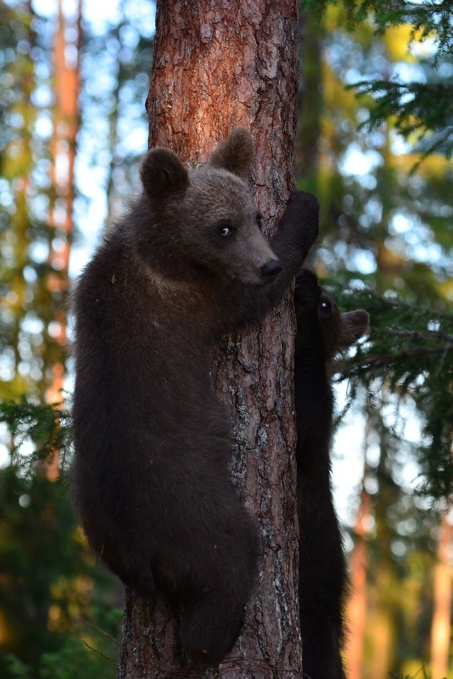 Обои деревья, лес, медведи, медвежата, trees, forest, bears разрешение 2048x1356 Загрузить