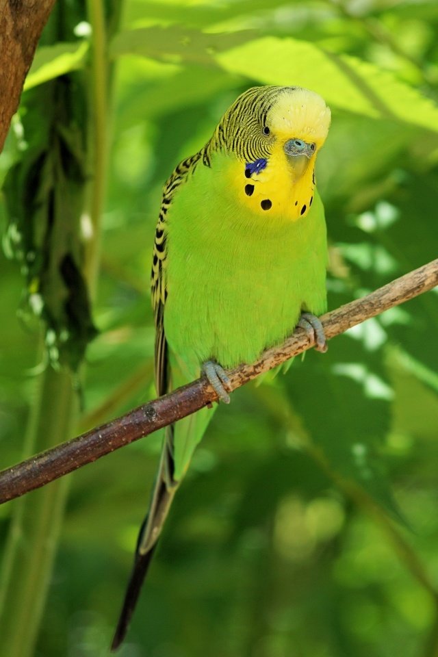 Обои птица, клюв, перья, попугай, волнистый попугайчик, bird, beak, feathers, parrot, budgie разрешение 3432x2388 Загрузить