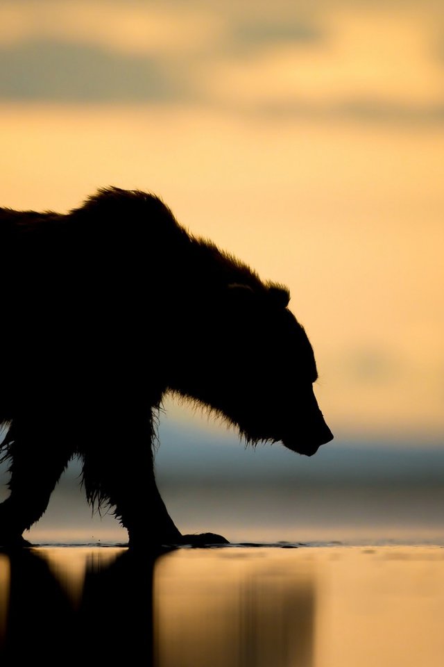 Обои закат, медведь, силуэт, гризли, sunset, bear, silhouette, grizzly разрешение 1920x1200 Загрузить