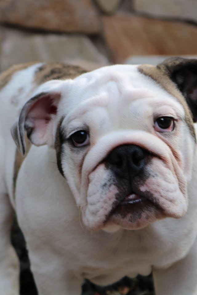 Обои мордочка, взгляд, собака, бульдог, английский бульдог, muzzle, look, dog, bulldog, english bulldog разрешение 6000x4000 Загрузить