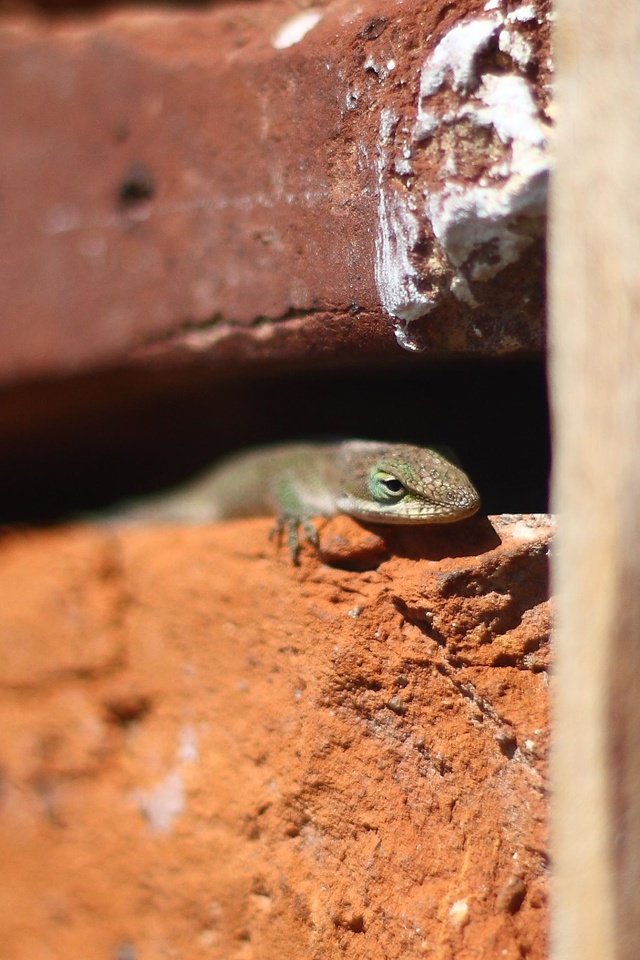 Обои стена, ящерица, кирпичи, рептилия, пресмыкающиеся, wall, lizard, bricks, reptile, reptiles разрешение 3351x1730 Загрузить