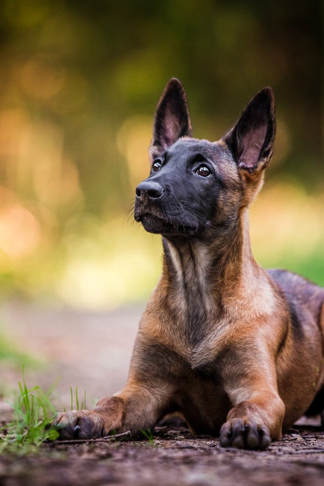 Обои собака, щенок, овчарка, малинуа, бельгийская овчарка, dog, puppy, shepherd, malinois, belgian shepherd разрешение 1920x1200 Загрузить