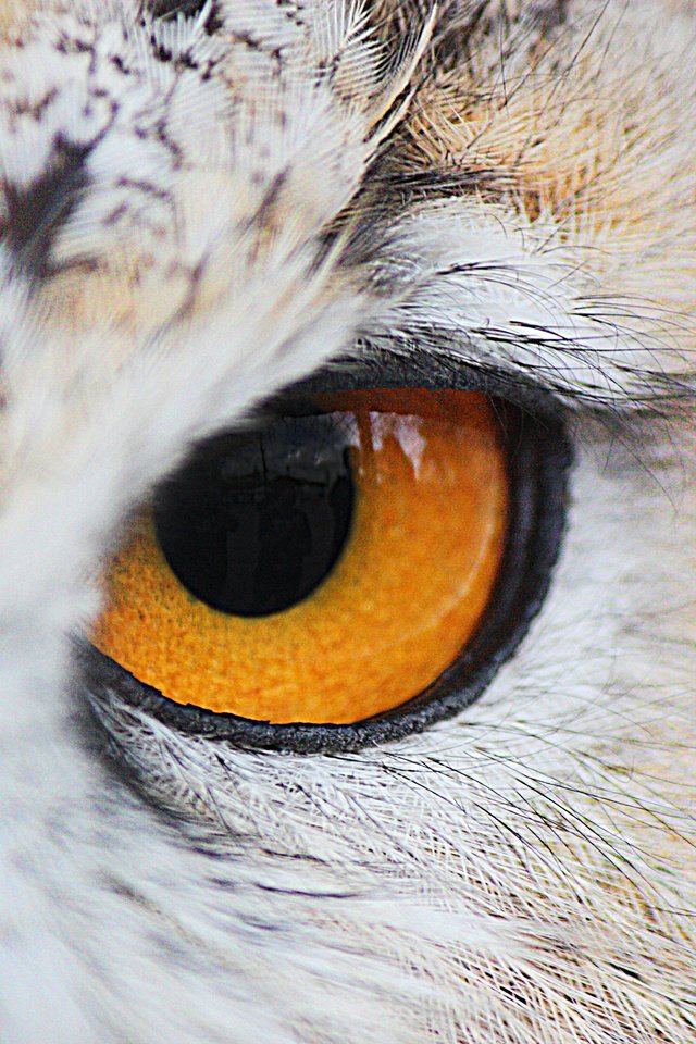 Обои сова, взгляд, птица, крупным планом, желтые глаза, owl, look, bird, closeup, yellow eyes разрешение 4272x2848 Загрузить