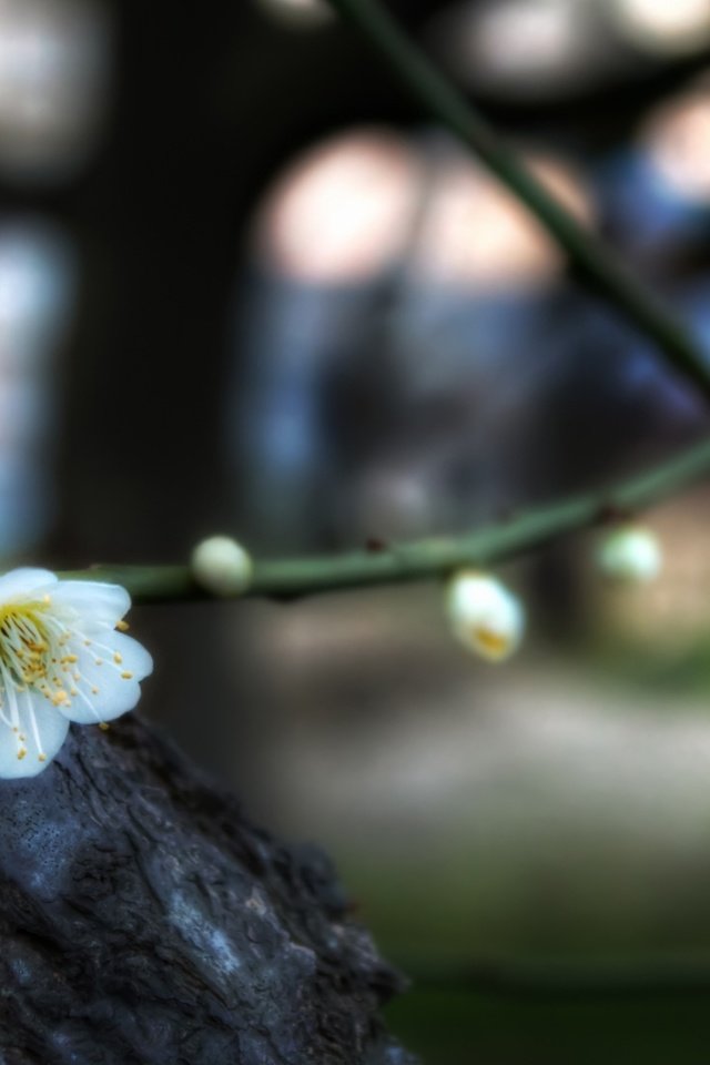 Обои цветы, ветка, цветение, весна, боке, слива, flowers, branch, flowering, spring, bokeh, drain разрешение 3840x2160 Загрузить