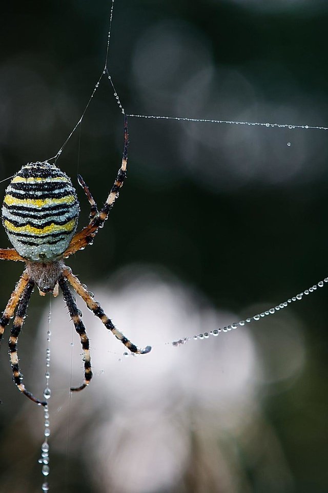 Обои макро, роса, капли, размытость, паук, паутина, leo pöcksteiner, macro, rosa, drops, blur, spider, web разрешение 2000x1328 Загрузить