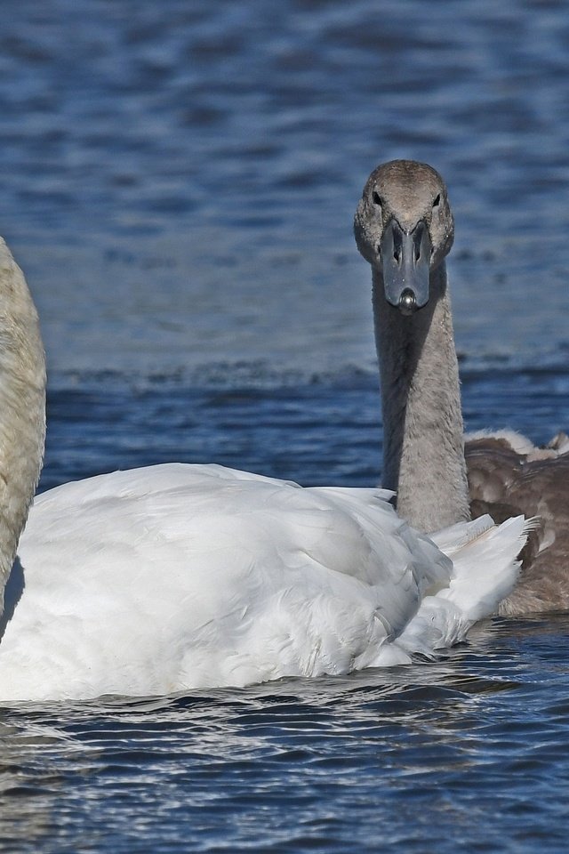 Обои природа, плывут, птицы, клюв, любовь, пруд, пара, перья, лебеди, nature, float, birds, beak, love, pond, pair, feathers, swans разрешение 2048x1365 Загрузить