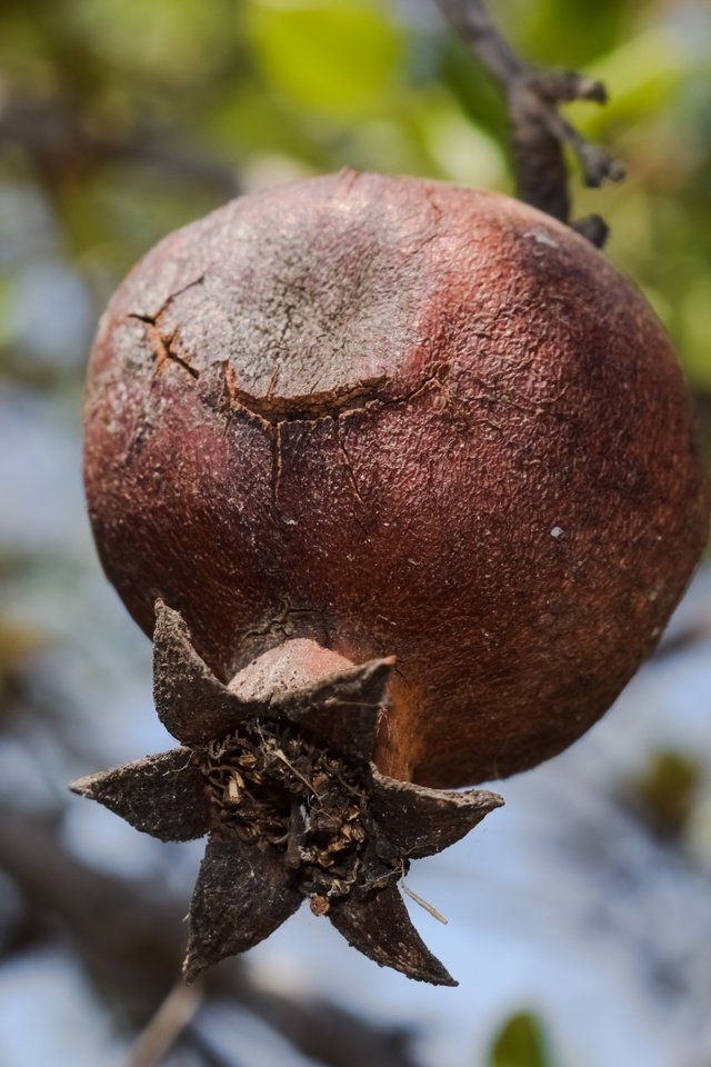 Обои дерево, листья, макро, размытость, плод, фрукт, гранат, tree, leaves, macro, blur, the fruit, fruit, garnet разрешение 6000x4000 Загрузить