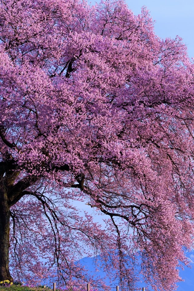 Обои небо, горы, дерево, цветение, весна, солнечно, the sky, mountains, tree, flowering, spring, sunny разрешение 2800x1869 Загрузить