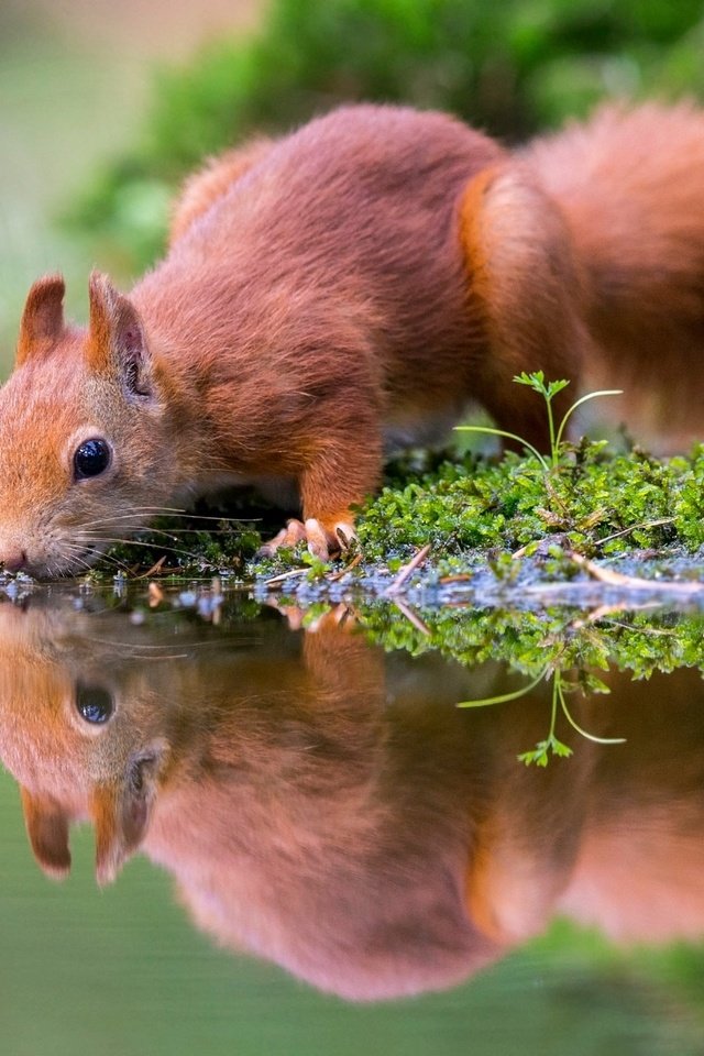 Обои вода, грызун, природа, отражение, водоем, мох, животное, белка, зверек, водопой, drink, water, rodent, nature, reflection, pond, moss, animal, protein разрешение 2048x1423 Загрузить