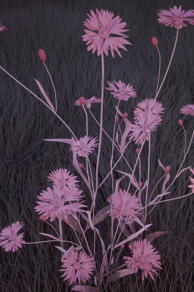 Обои трава, природа, цветок, розовый, cgi, grass, nature, flower, pink разрешение 2560x1920 Загрузить