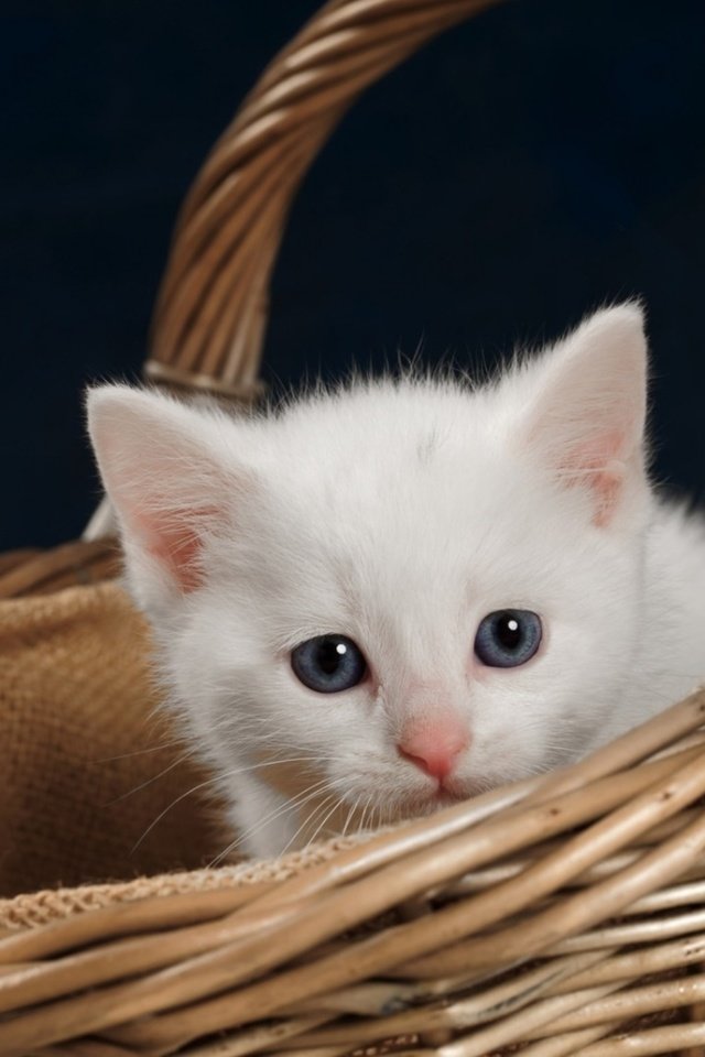 Обои котенок, корзина, kitty, basket разрешение 2560x1440 Загрузить