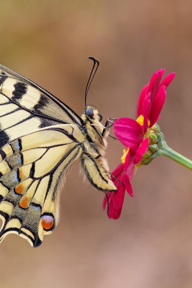 Обои макро, насекомое, цветок, бабочка, крылья, махаон, macro, insect, flower, butterfly, wings, swallowtail разрешение 2048x1367 Загрузить