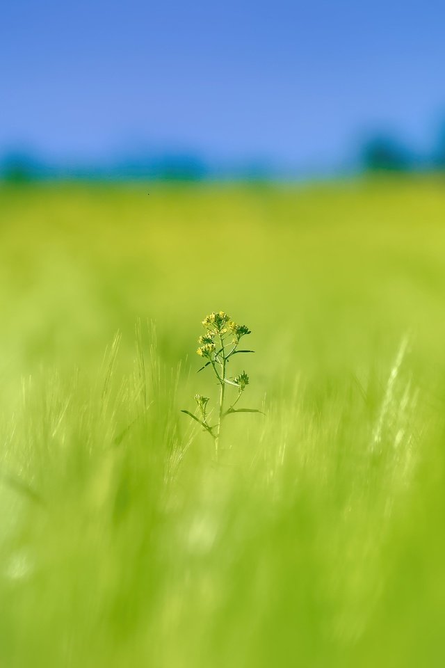 Обои цветок, поле, колосья, flower, field, ears разрешение 5184x3456 Загрузить