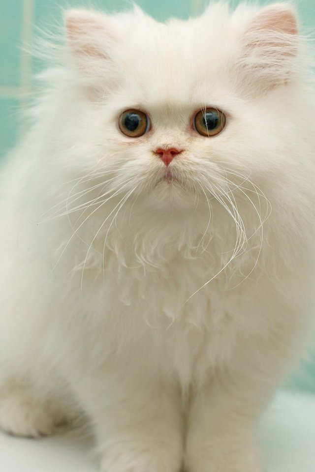 Обои котенок, пушистый, белый, перс, персидская кошка, kitty, fluffy, white, pers, persian cat разрешение 1920x1200 Загрузить