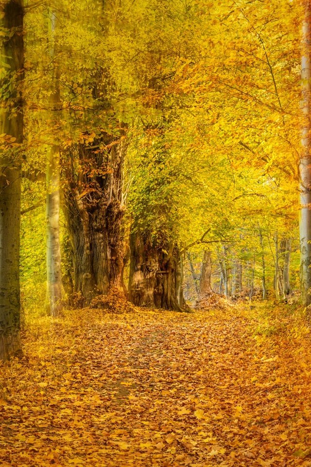 Обои деревья, лес, листья, парк, осень, желтые, аллея, trees, forest, leaves, park, autumn, yellow, alley разрешение 2048x1365 Загрузить